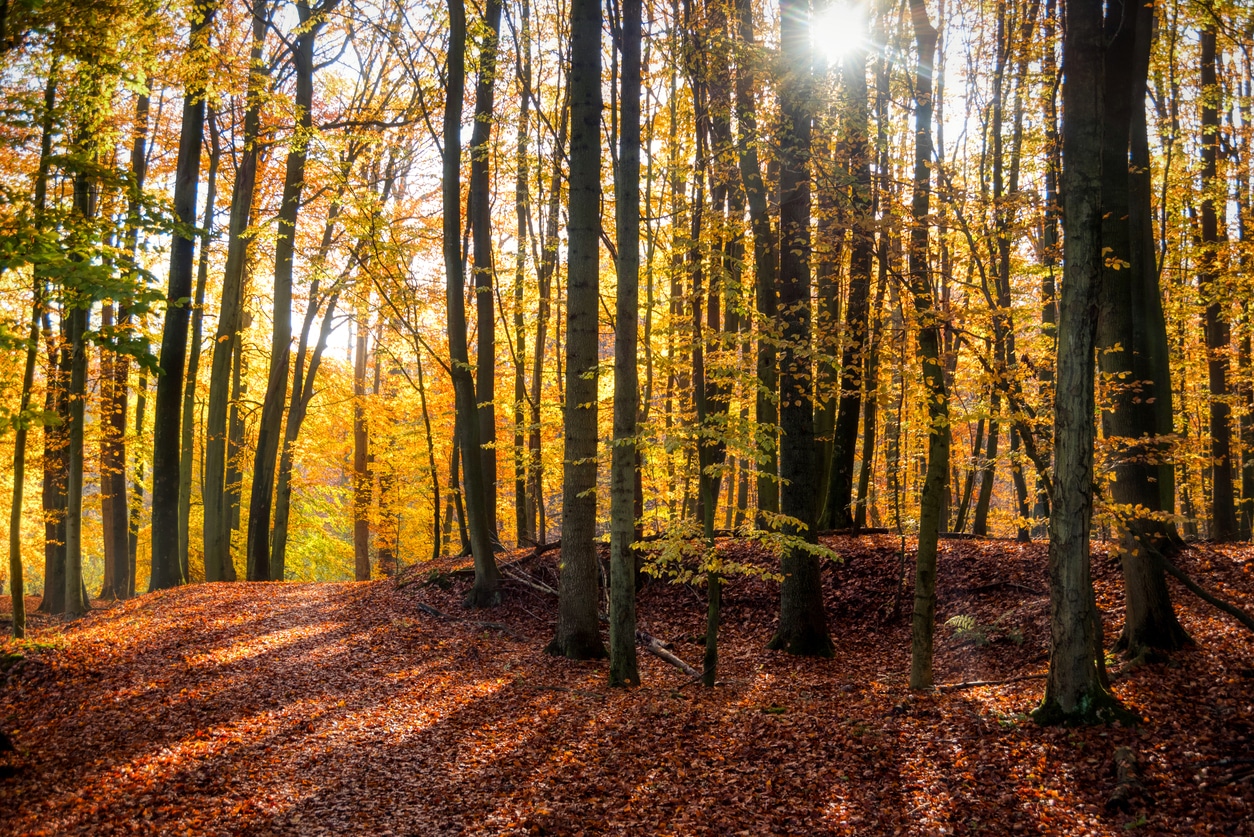 How To Add/Remove Conservation Easement From Your Property